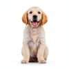 Dog Training Collar EOEDEPAZ Soft Rubber-6