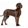Titan Easy-On Dog Prong Training Collar Black-6