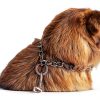 Dog Prong Collar Chrome Downtown Pet Supply-4