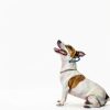 Dog Training Collar xiotacc No Pull Steel-3