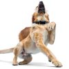 Sliverdew Dog Pinch Collar Cover Rubber 16mm-4