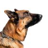 Dog Prong Collar Chrome Downtown Pet Supply-3