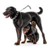 DEYACE Stainless Steel Dog Training Collar-4