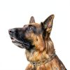 Dog Prong Collar Chrome Downtown Pet Supply-5
