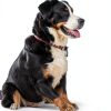 Herm Sprenger Silver Prong Collar Dog Training 3mm Chrome Steel-1